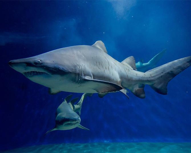 世界でも繁殖例はわずか5園のみ。サメ・シロワニは生まれる前からハードモード!?【会えなくなるかもしれない生き物図鑑】