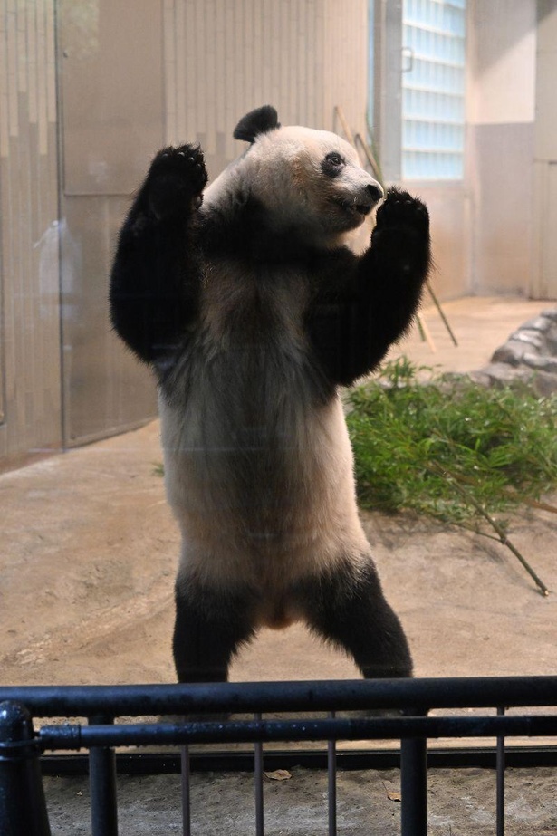 立ち上がるシャンシャン