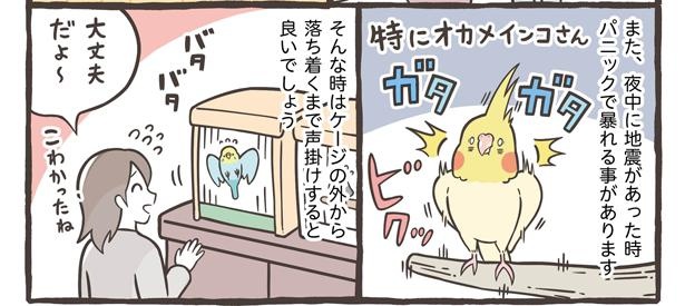 「仕草でわかる鳥さんの気持ち」12/18