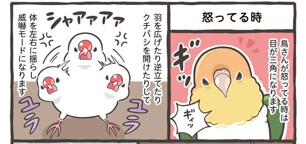 「仕草でわかる鳥さんの気持ち」13/18