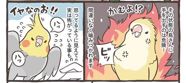 「仕草でわかる鳥さんの気持ち」14/18