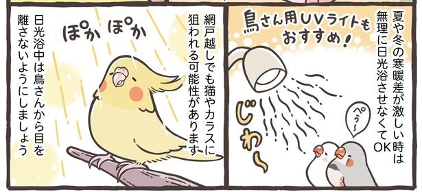 「小鳥の1日と毎日のお世話」6/18