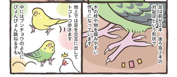 「ブンチョウとセキセイインコの違い」9/21