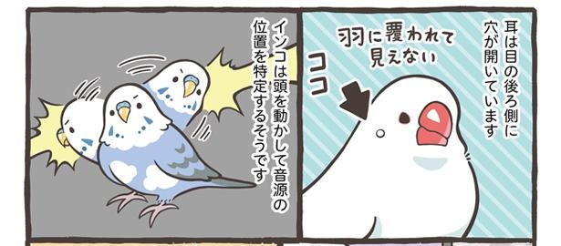 「ブンチョウとセキセイインコの違い」16/21