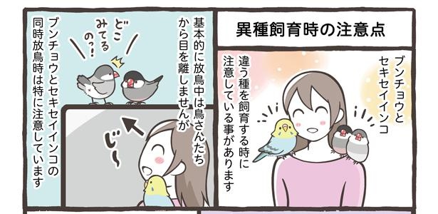 「ブンチョウとセキセイインコの違い」19/21