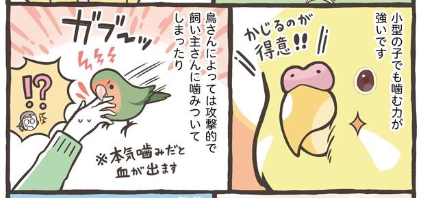 「お迎えできる鳥さんを紹介」11/24