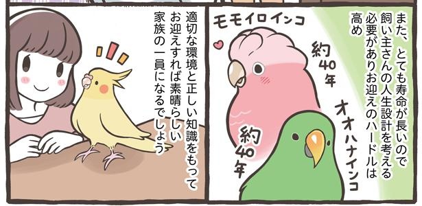 「お迎えできる鳥さんを紹介」21/24