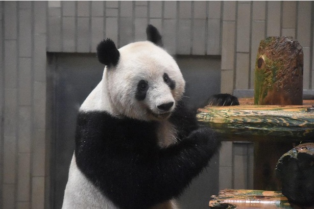 シャンシャン返還 上野動物園パンダシャンシャン写真集「被宠溺的表情 