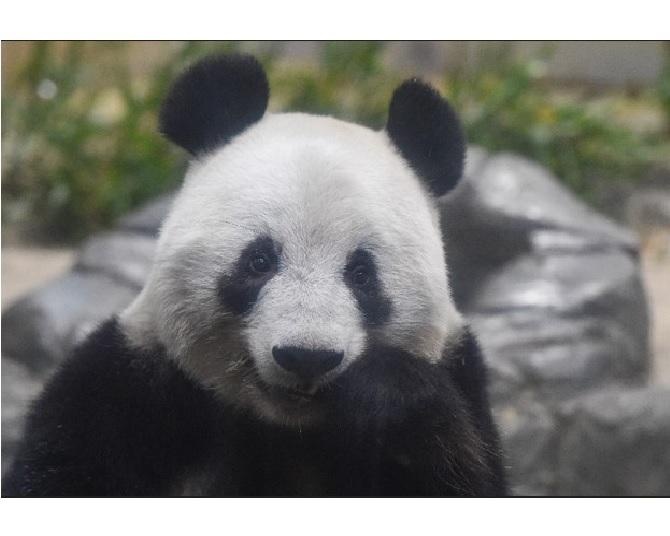 【パンダWalker】中国への返還が迫る「シャンシャン」。思い出は？セレモニーは？上野動物園の思いに胸アツ！