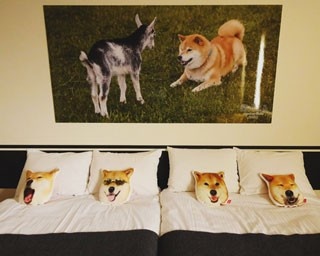 柴犬まるに囲まれて眠る至福のひと時を！根津のホテルに「まるルーム」誕生
