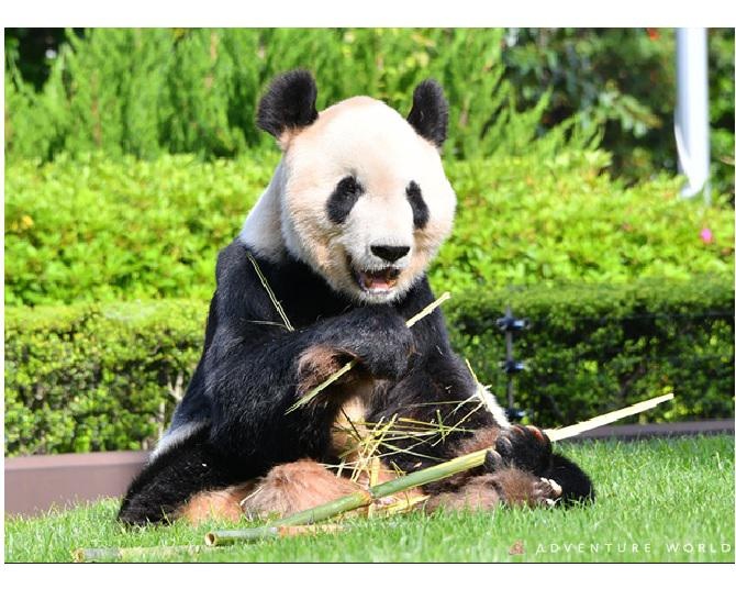 【パンダWalker】お父さんパンダ「永明」とふたごのパンダ「桜浜」「桃浜」が中国へ。スタッフの願いは「パンダの明るい未来！」