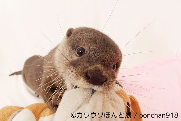 こんな愛くるしい目で見られたら、何をしても許してしまいそう！
