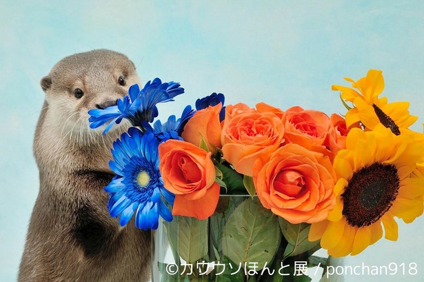 【写真を見る】人にもよくなつき、飼いやすさも魅力のひとつ