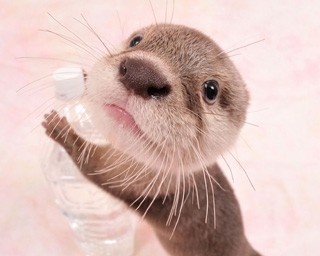 SNSなどで人気沸騰中の愛らしいカワウソが続々集結！合同写真＆物販店開催