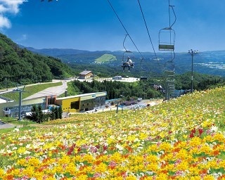 その数なんと360万輪！西日本最大級のゆり園が期間限定オープン