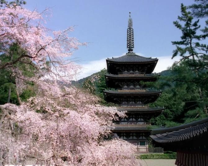 JR東海の観光キャンペーンで花彩る京都の旅へ！渋谷駅前ビジョンで春のCM放映も