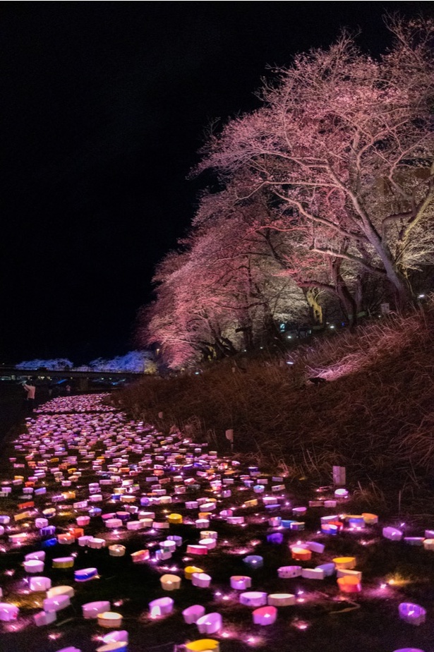 桜の花に、LEDライトの淡い桜色がよく映える