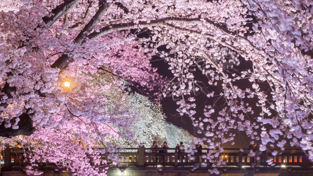 日本さくら名所100選に選ばれた桜並木は圧巻！