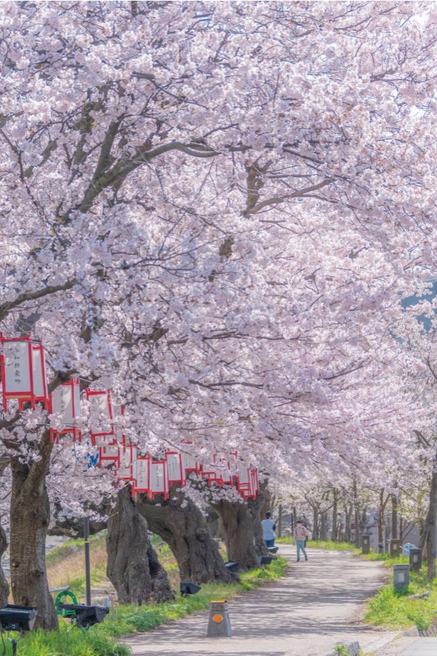 約600本の桜が並ぶ、足羽川沿いの「桜のトンネル」