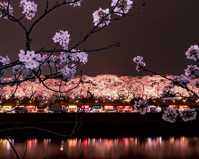 大阪からのアクセス良好！「ふくい桜まつり」で、日本さくら名所100選に選ばれた桜並木を堪能しよう