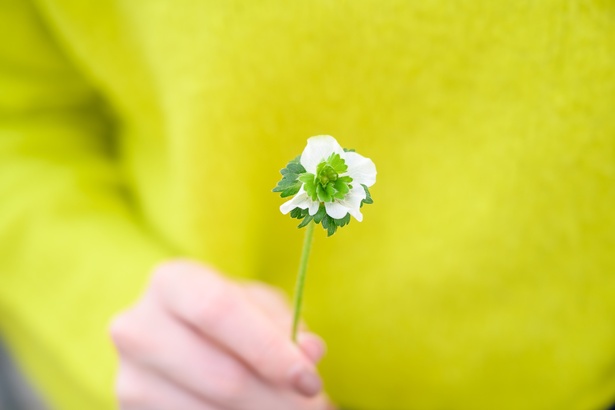 変わったいちごの花の発見など、農園に来ないとできない体験を満喫。勝手に摘まないように注意