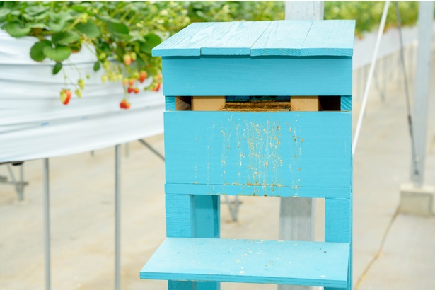 ハウス内にあるハチの巣箱は、社会科見学の学生に受粉の説明をする時にも使われる