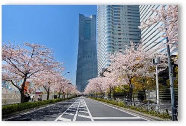【写真】500メートル続く桜並木が一斉に咲き誇る「みなとみらい さくら通りの桜」