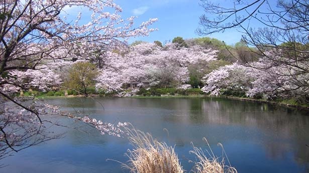 池の周囲を桜が囲み、水面がピンク色に変わる