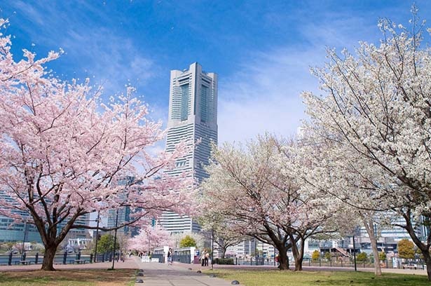 汽車道の桜／海を渡る遊歩道に咲く桜