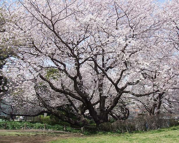 山手公園の桜／歴史ある公園で大木の桜が咲き誇る