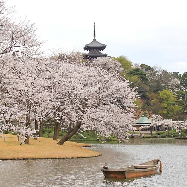歴史的建造物と桜が調和する、風情豊かな景観を楽しめる