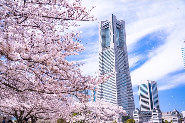 横浜エリアには有名な桜スポットがいっぱい！