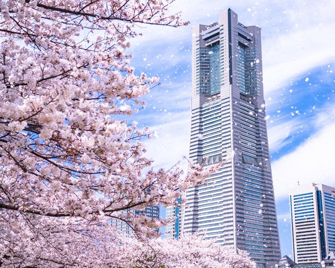 【2023年】横浜で人気の桜スポット20選！異国情緒漂う街で、美しい桜を堪能しよう
