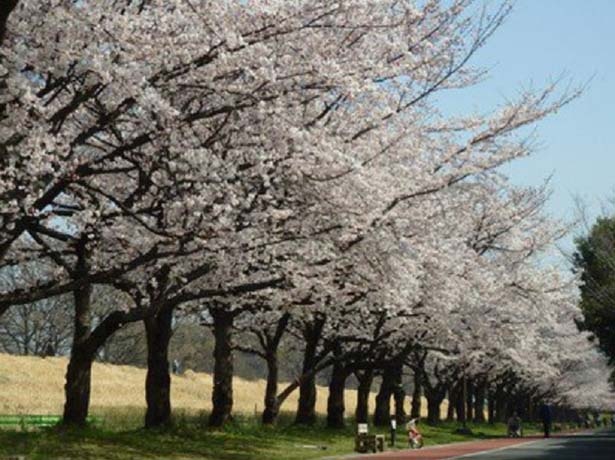 桜並木は土手沿いに約1キロ続く ※写真は2021年のもの