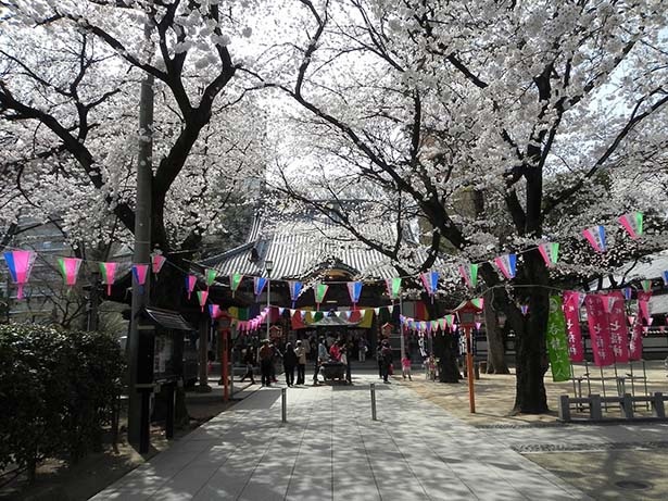 蓮馨寺の桜／参道沿いの桜並木が美しい