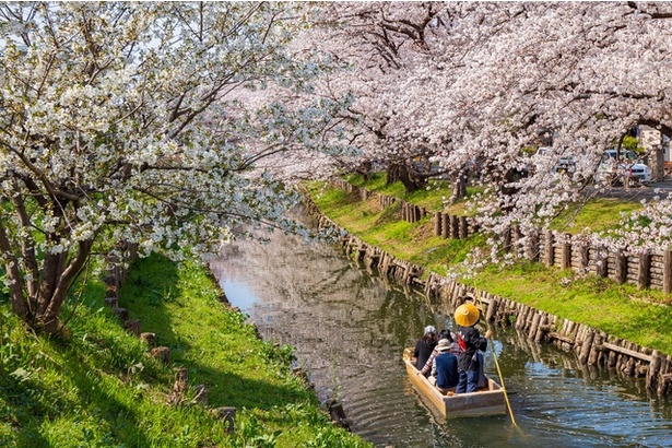 「小江戸川越」で歴史情緒あふれる街並みと桜を楽しむ
