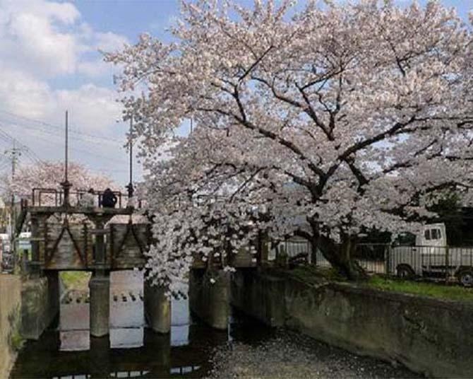 【2023年】川越の人気桜スポット9選！公園や寺院など、情緒あふれるお花見スポットを紹介