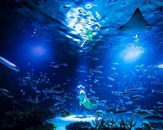 ”サンシャイン水族館”待望のリニューアルオープン！大水槽にマーメイド出現！？