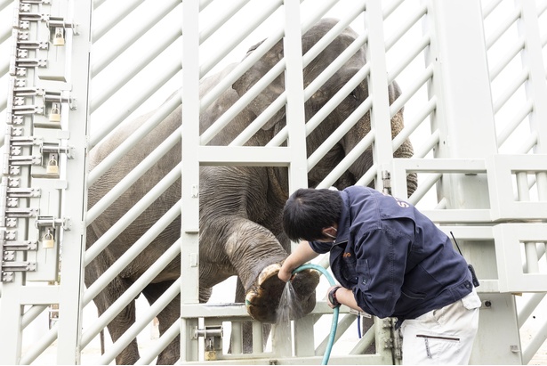 日本で一番大きいアジアゾウのダーナ。体重は約5トン、1日に食べるエサは80キロにもなるんだとか！