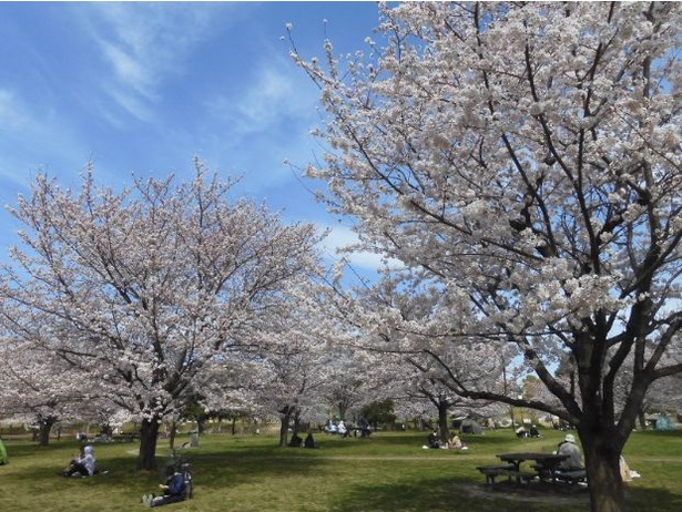 舎人公園 ソメイヨシノ景観 ※画像は昨年の様子