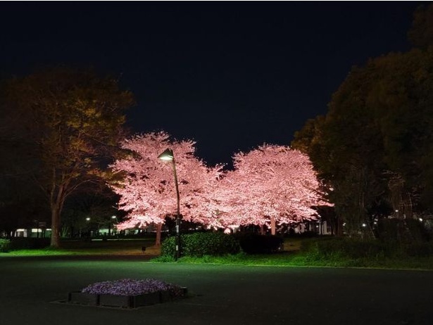 舎人公園 ライトアップ夜景 ※画像は昨年の様子