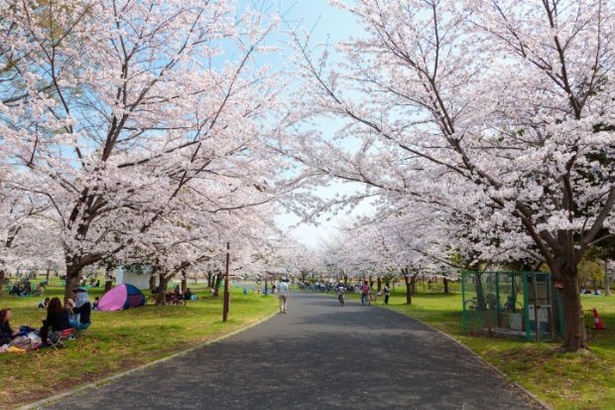 舎人公園 お花見広場 ※画像は昨年の様子