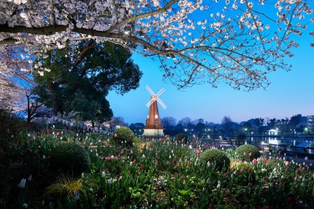 春の浮間公園 ※画像は昨年の様子