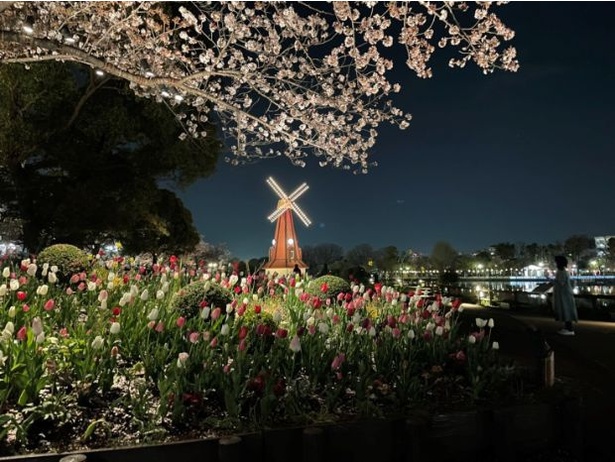 春の夜の浮間公園ライトアップ ※画像は昨年の様子