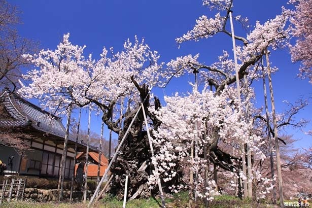 【写真】新日本名木百選にも選定されている「山高神代桜」