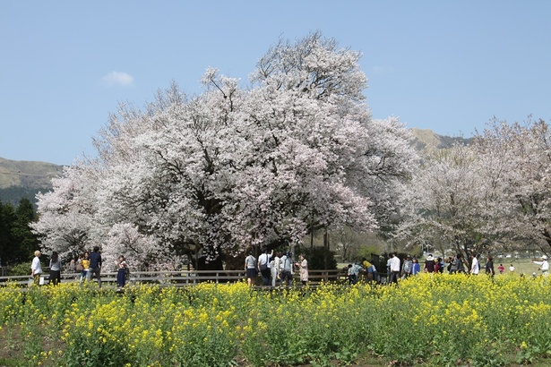 菜の花畑が広がる中で薄桃の花を広げる大桜