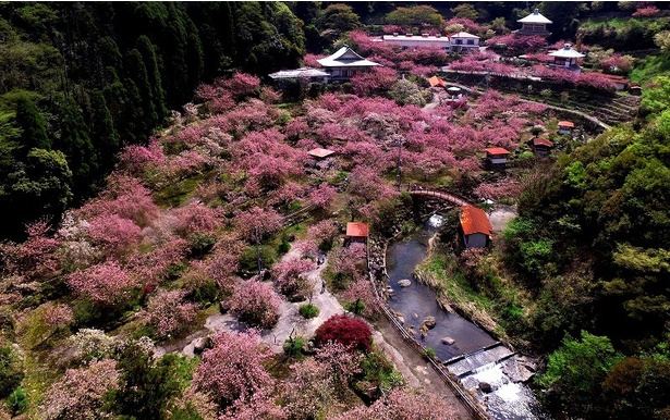 雲海のように広がる一心寺の八重桜の群れ