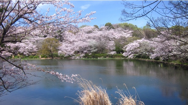 池の周囲を桜が囲み、水面がピンク色に変わる
