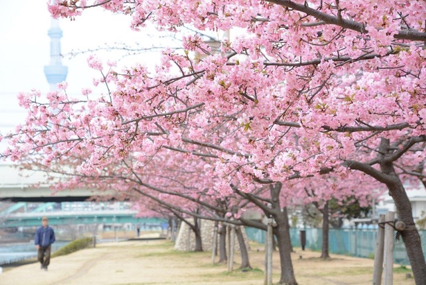 桜と旧中川を写真に収めようと訪れる人も
