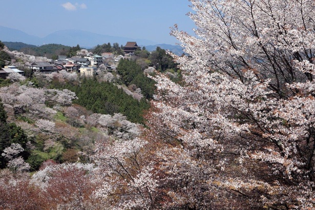 日本を代表する花見名所は圧巻の美しさ